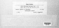 Puccinia recondita image